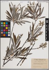 Foto von Salix eleagnos Scop.